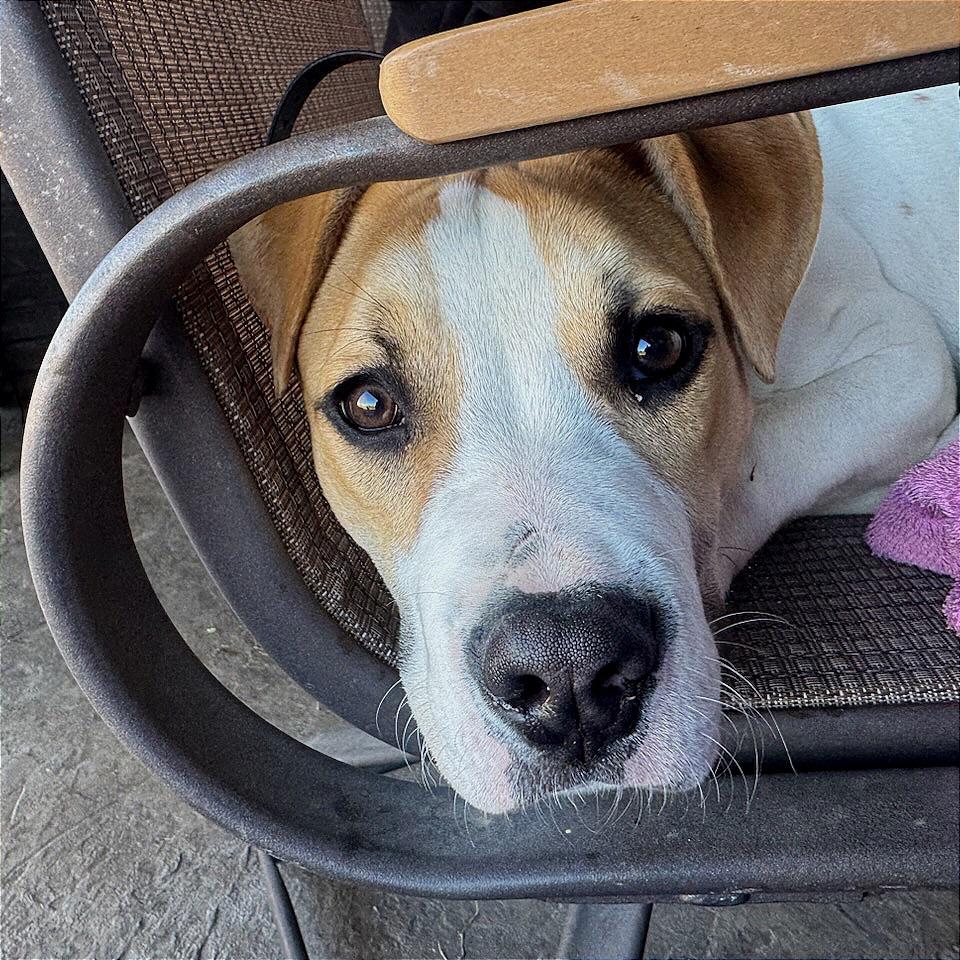 Enlarge Basil, a Adoptable mixed breed in Fayetteville, AR image 1/6