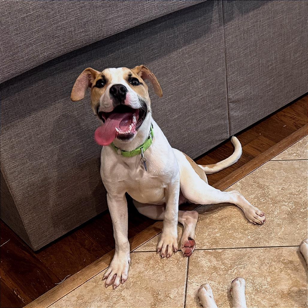 Enlarge Basil, a Adoptable mixed breed in Fayetteville, AR image 2/6