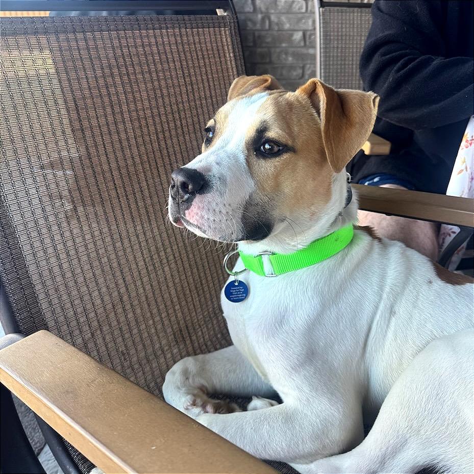 Enlarge Basil, a Adoptable mixed breed in Fayetteville, AR image 3/6