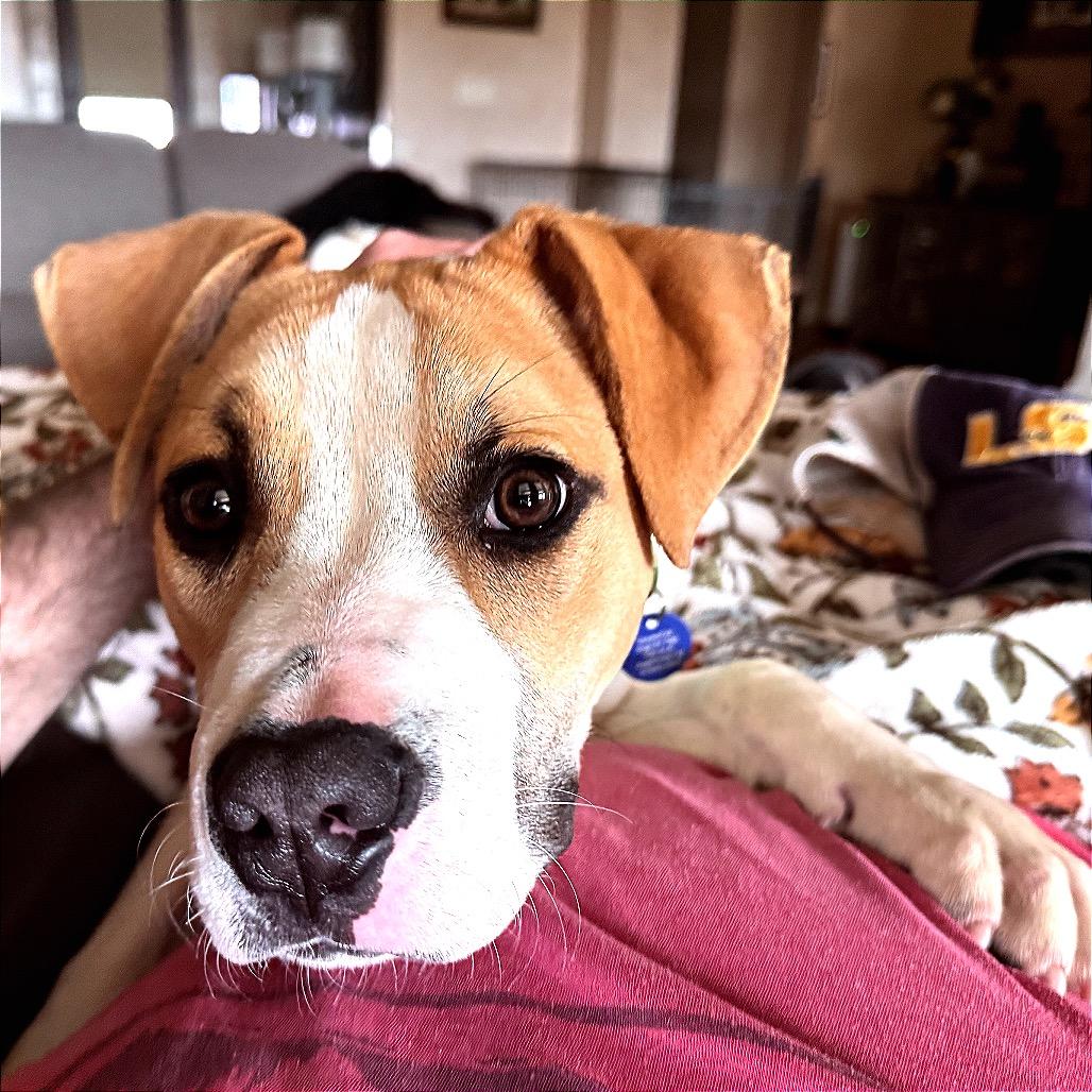 Enlarge Basil, a Adoptable mixed breed in Fayetteville, AR image 5/6
