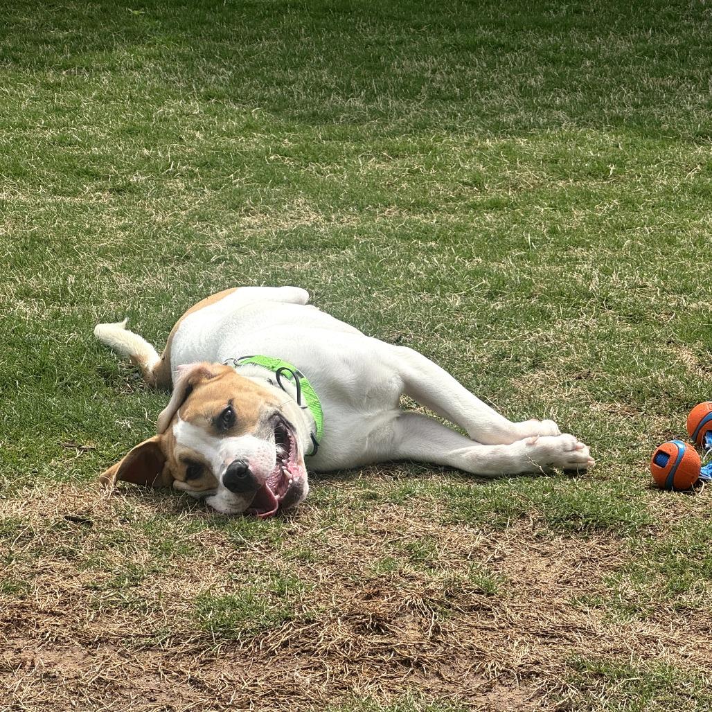 Enlarge Basil, a Adoptable mixed breed in Fayetteville, AR image 6/6