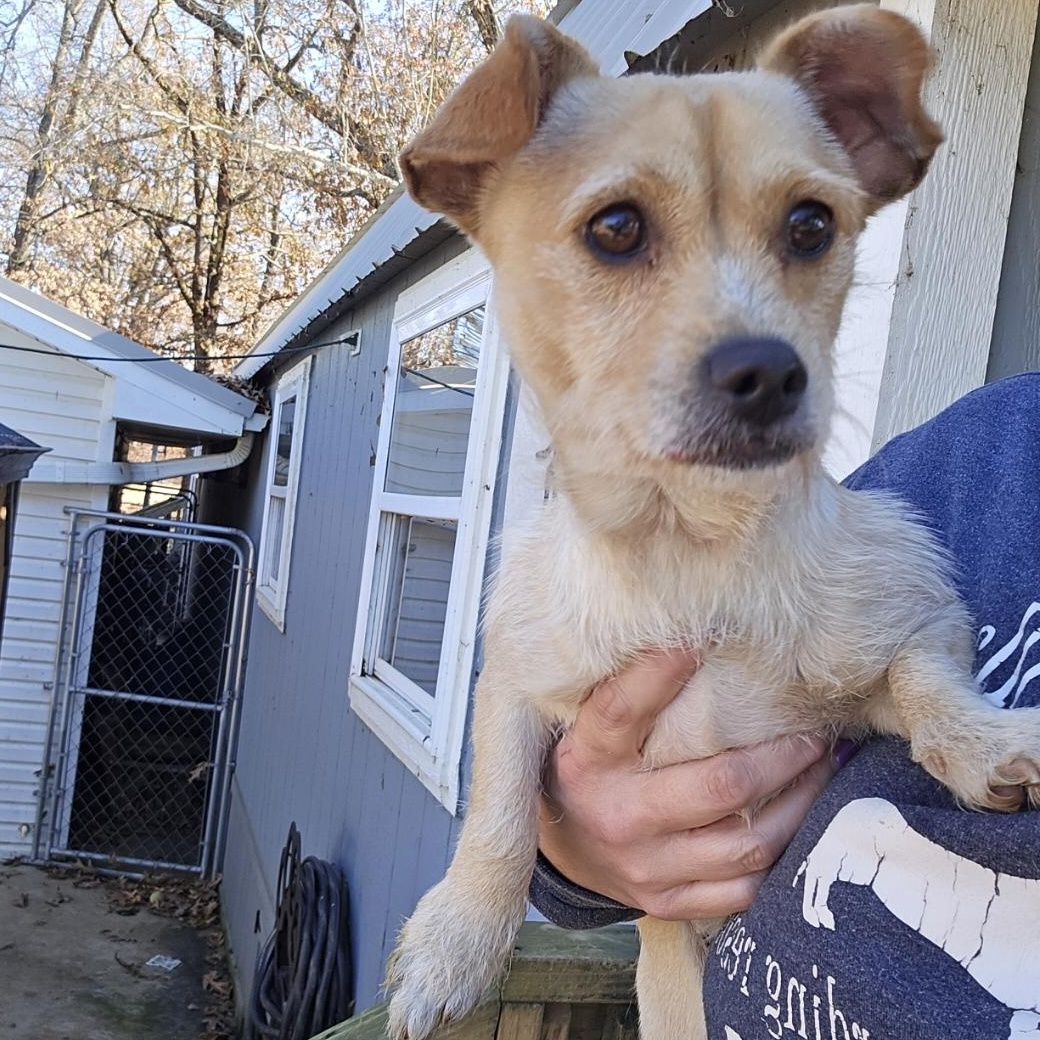 Enlarge Hazel, an adopted mixed breed in Athens, AL image 4/5