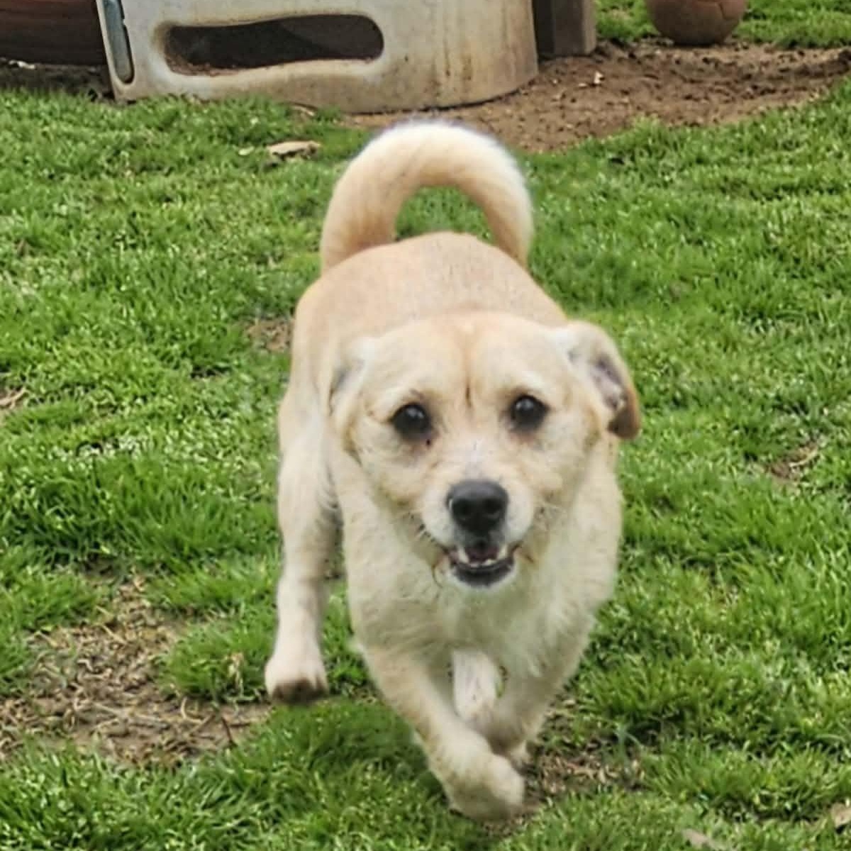 Enlarge Hazel, an adopted mixed breed in Athens, AL image 3/5
