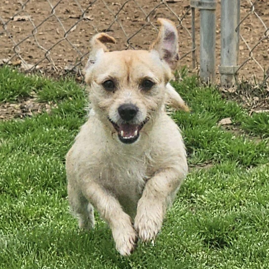 Enlarge Hazel, an adopted mixed breed in Athens, AL image 1/5