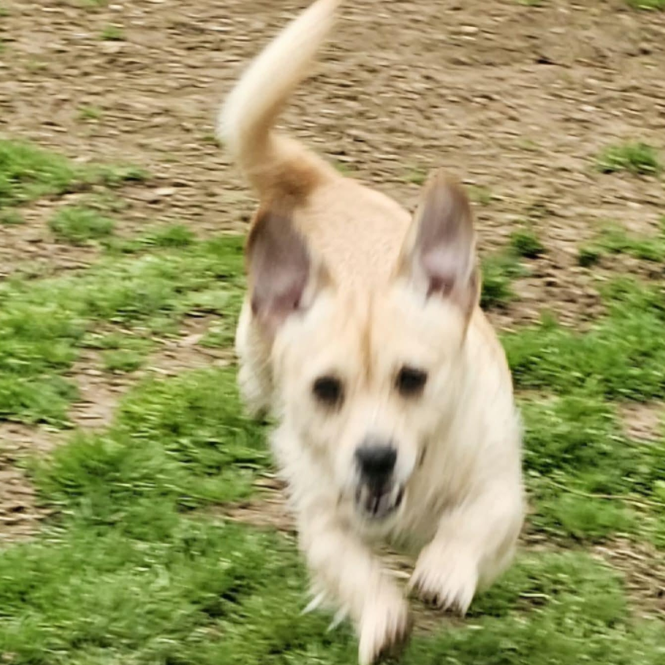 Enlarge Hazel, an adopted mixed breed in Athens, AL image 2/5