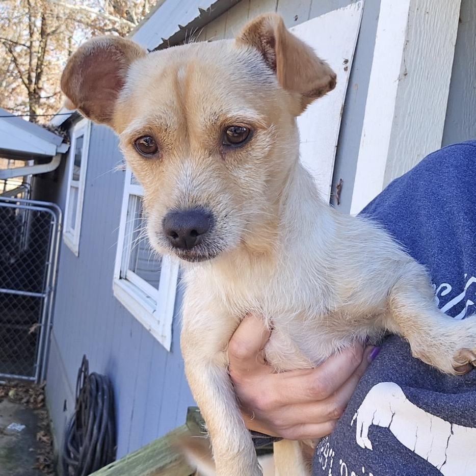 Enlarge Hazel, an adopted mixed breed in Athens, AL image 5/5