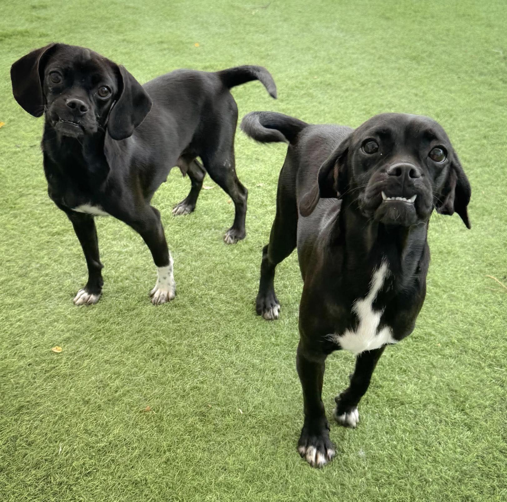 Patty & Selma (bonded pair), a Adoptable mixed breed in Rye, NY image 3/5