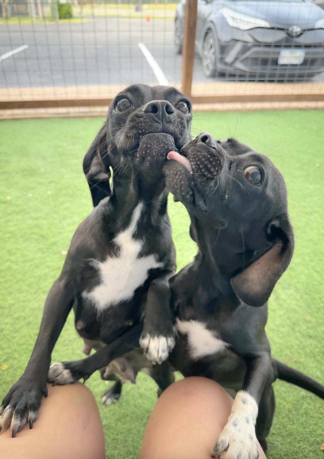 Patty & Selma (bonded pair), a Adoptable mixed breed in Rye, NY image 2/5