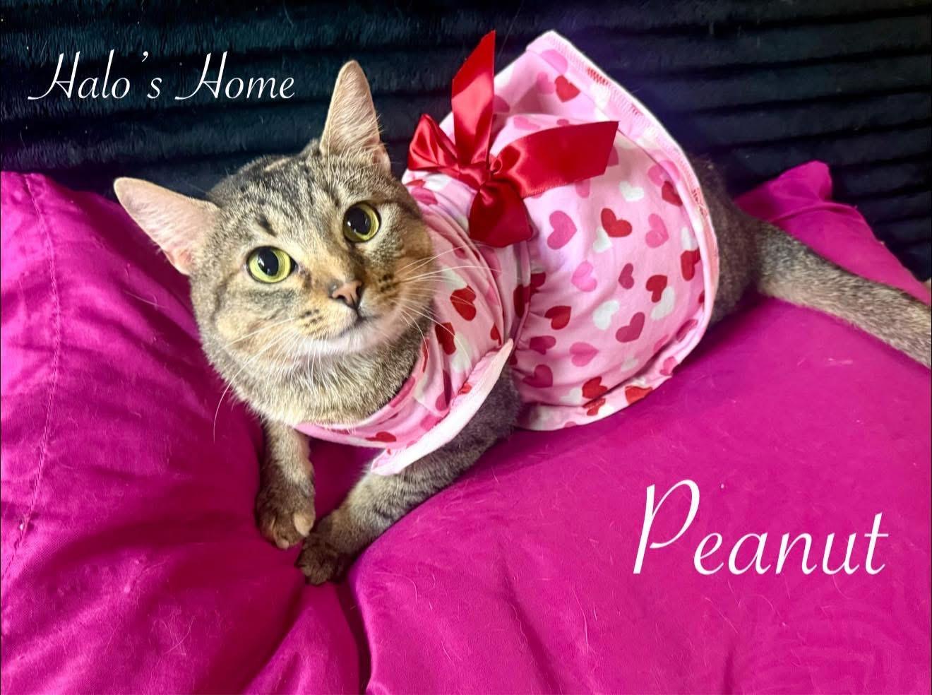 Peanut, ADOPTABLE, Young Female Domestic Short Hair.