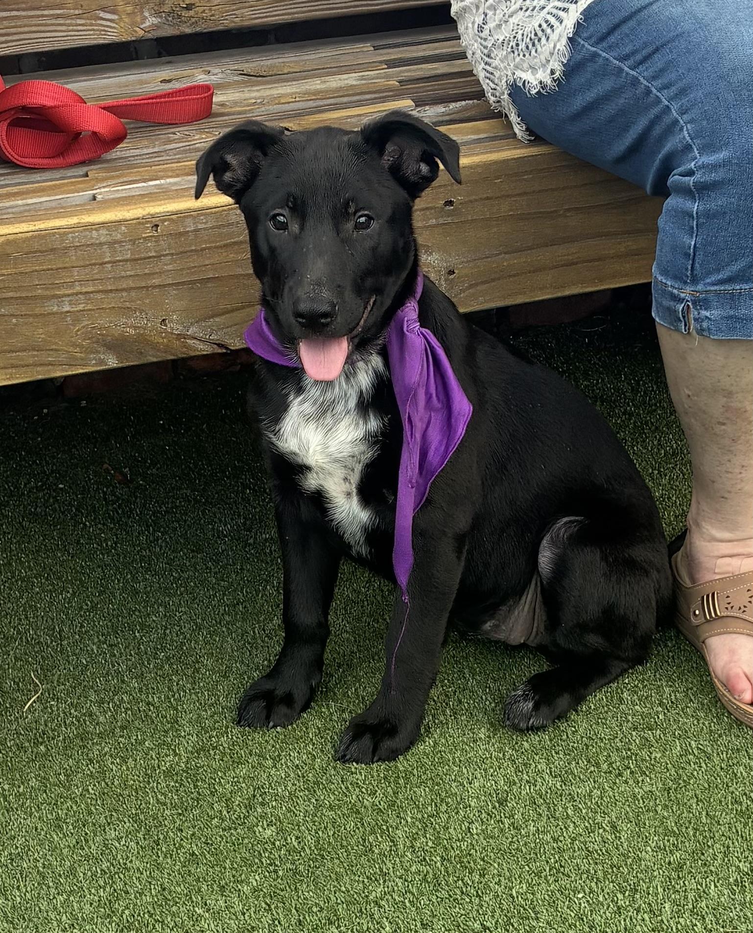 Enlarge Bria, a ADOPTABLE mixed breed in Mobile, AL image 2/3
