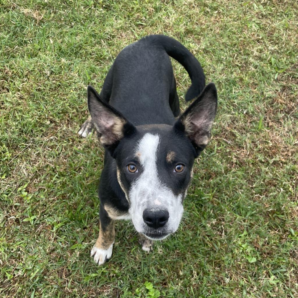 Lip, a Adoptable mixed breed in Brenham, TX image 2/6