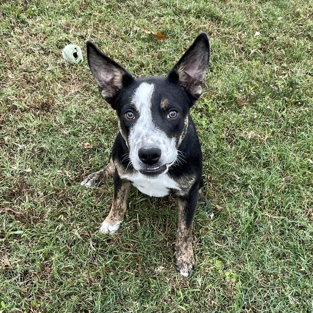 Lip, a Adoptable mixed breed in Brenham, TX image 5/6