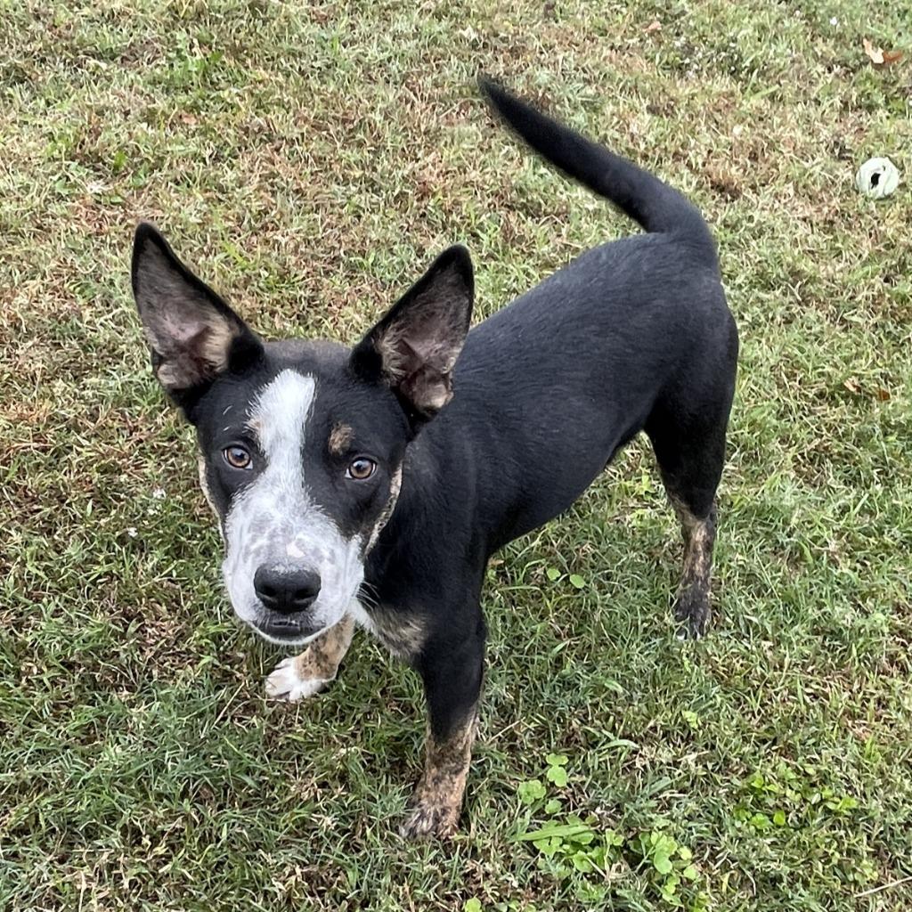 Lip, a Adoptable mixed breed in Brenham, TX image 3/6