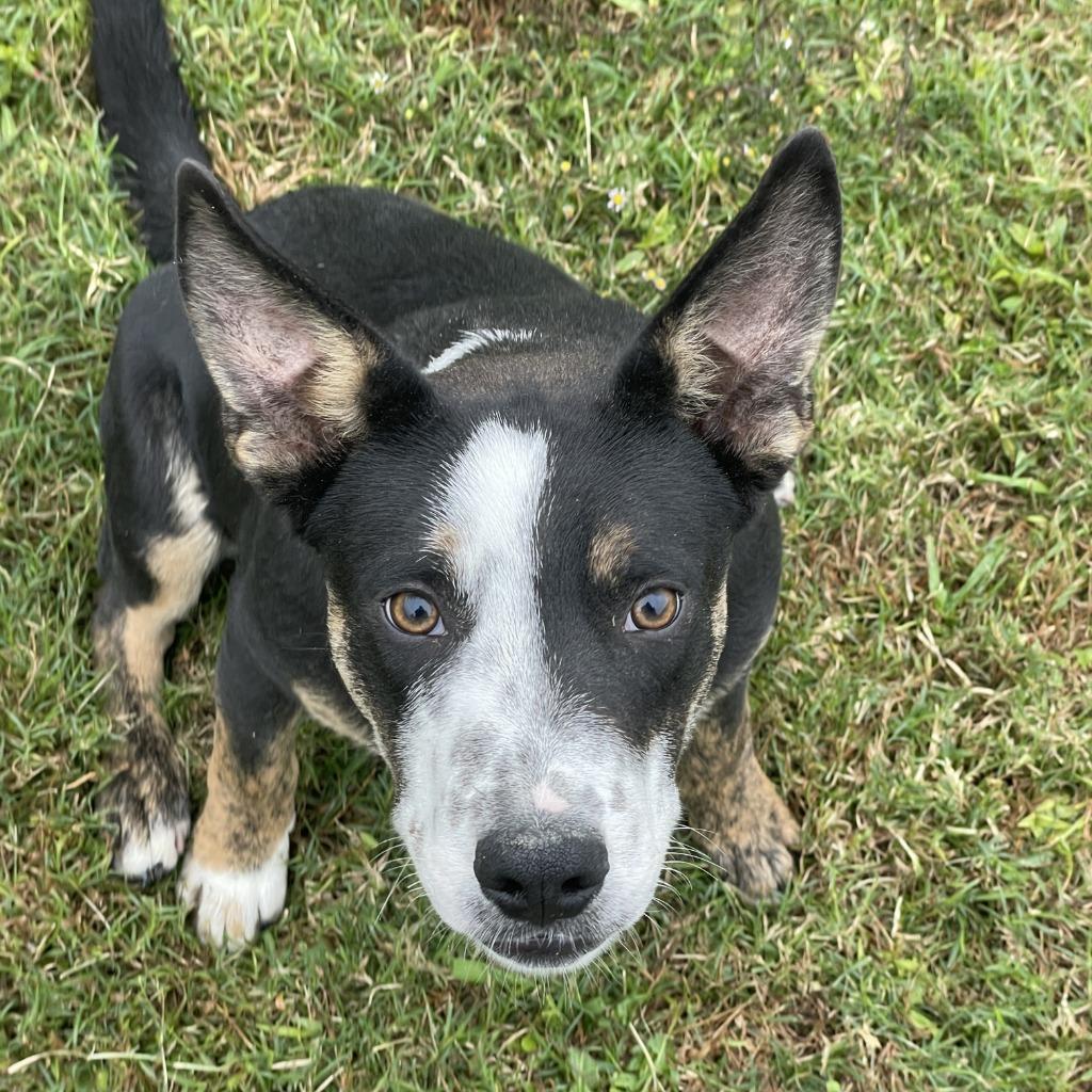 Lip, a Adoptable mixed breed in Brenham, TX image 6/6