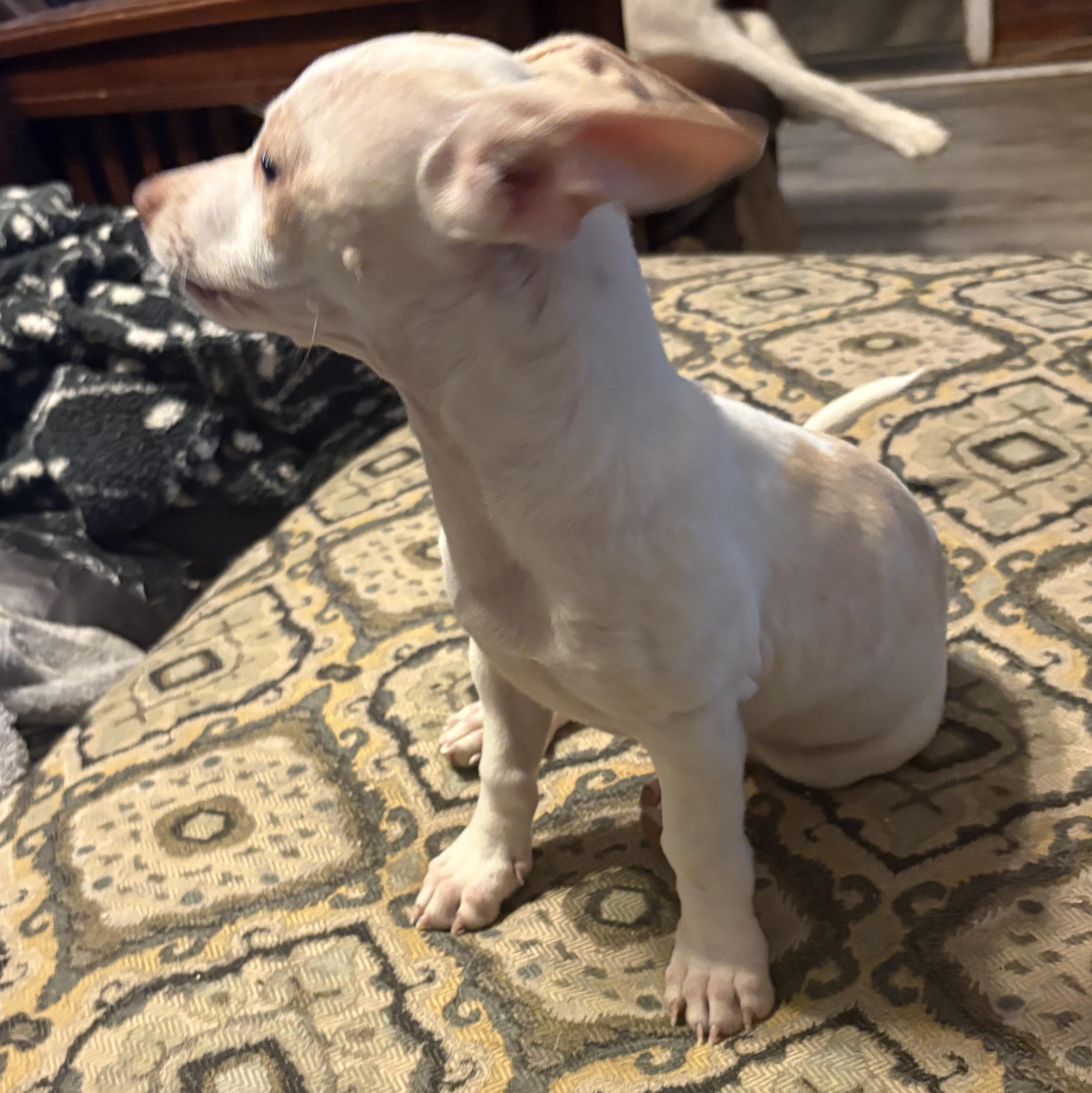 Jagger, a ADOPTABLE mixed breed in Weatherford, TX image 4/4