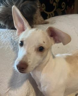 Enlarge Jagger, a Adoptable mixed breed in Weatherford, TX image 5/5