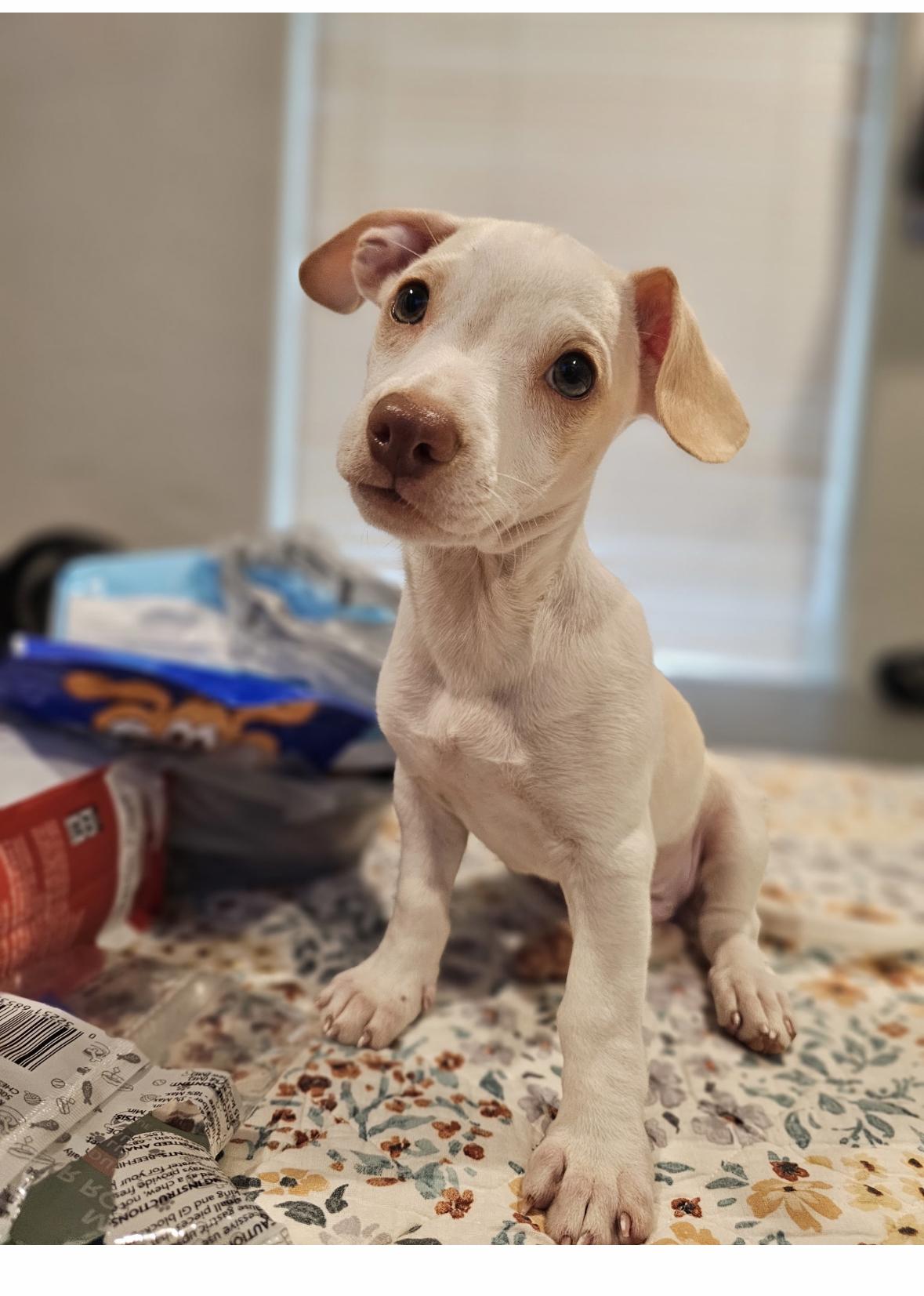 Jagger, a ADOPTABLE mixed breed in Weatherford, TX image 1/4