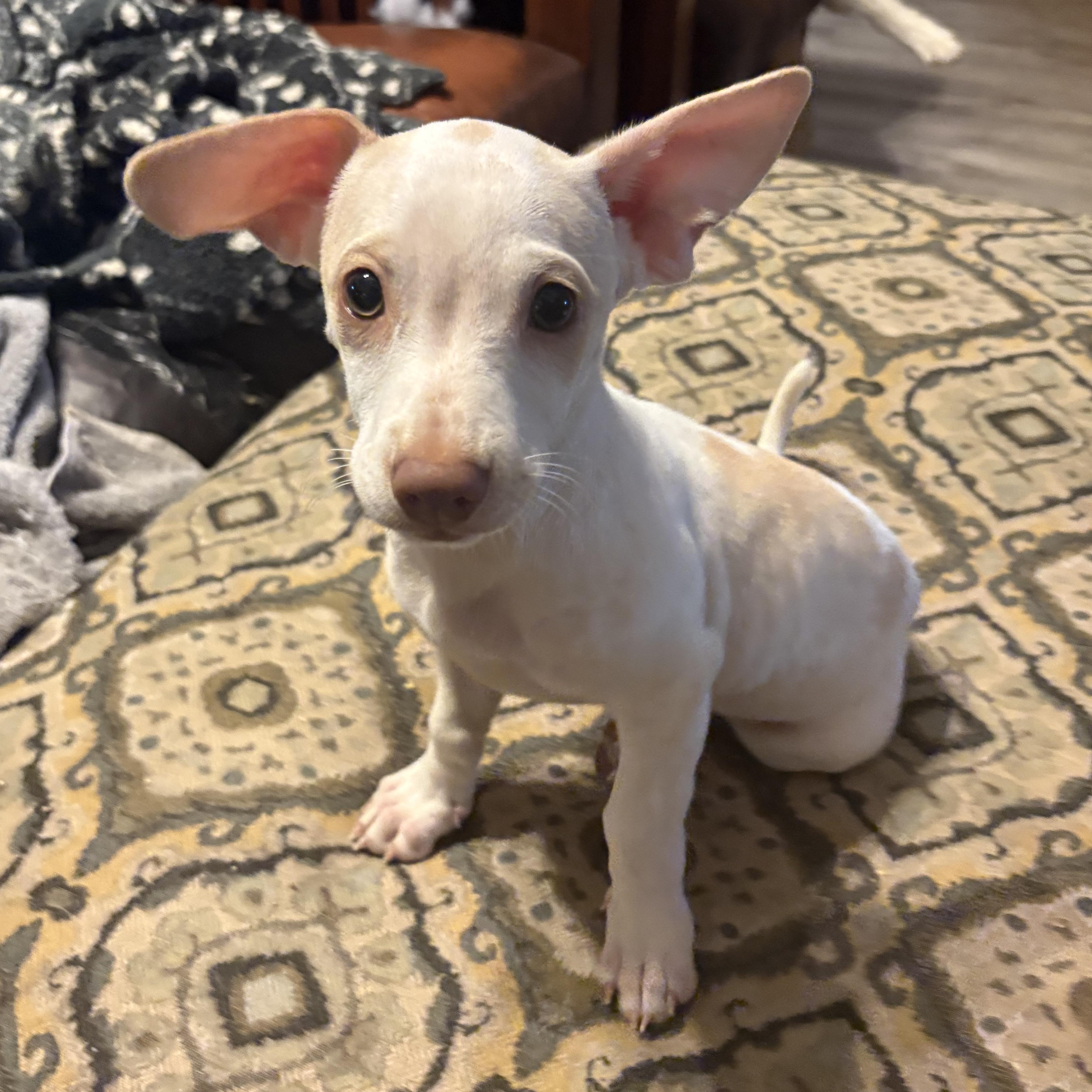 Jagger, a ADOPTABLE mixed breed in Weatherford, TX image 2/4