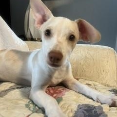 Enlarge Jagger, a Adoptable mixed breed in Weatherford, TX image 2/5