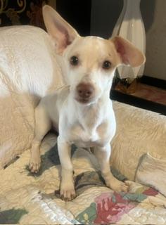 Enlarge Jagger, a Adoptable mixed breed in Weatherford, TX image 4/5