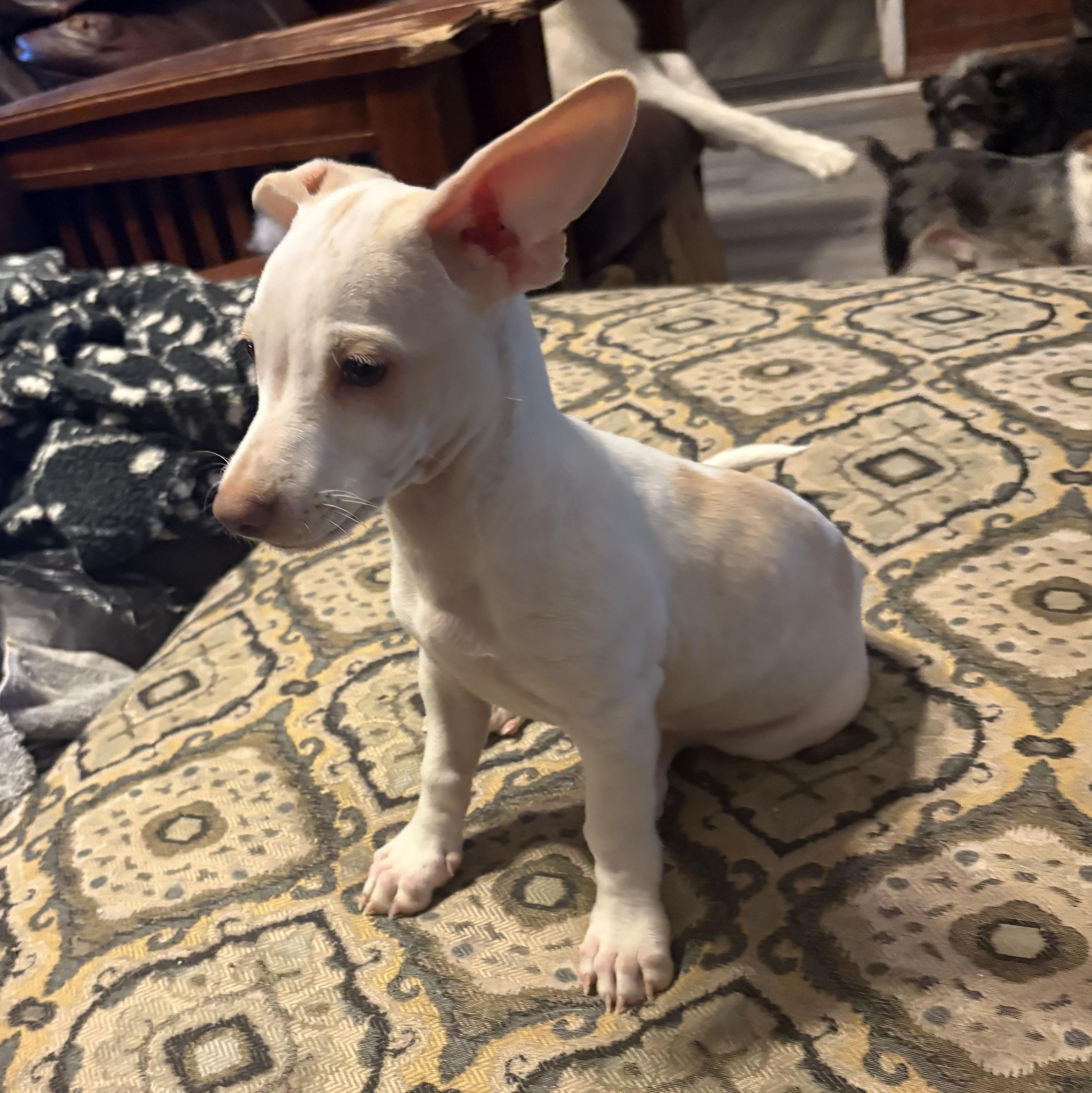 Jagger, a ADOPTABLE mixed breed in Weatherford, TX image 3/4