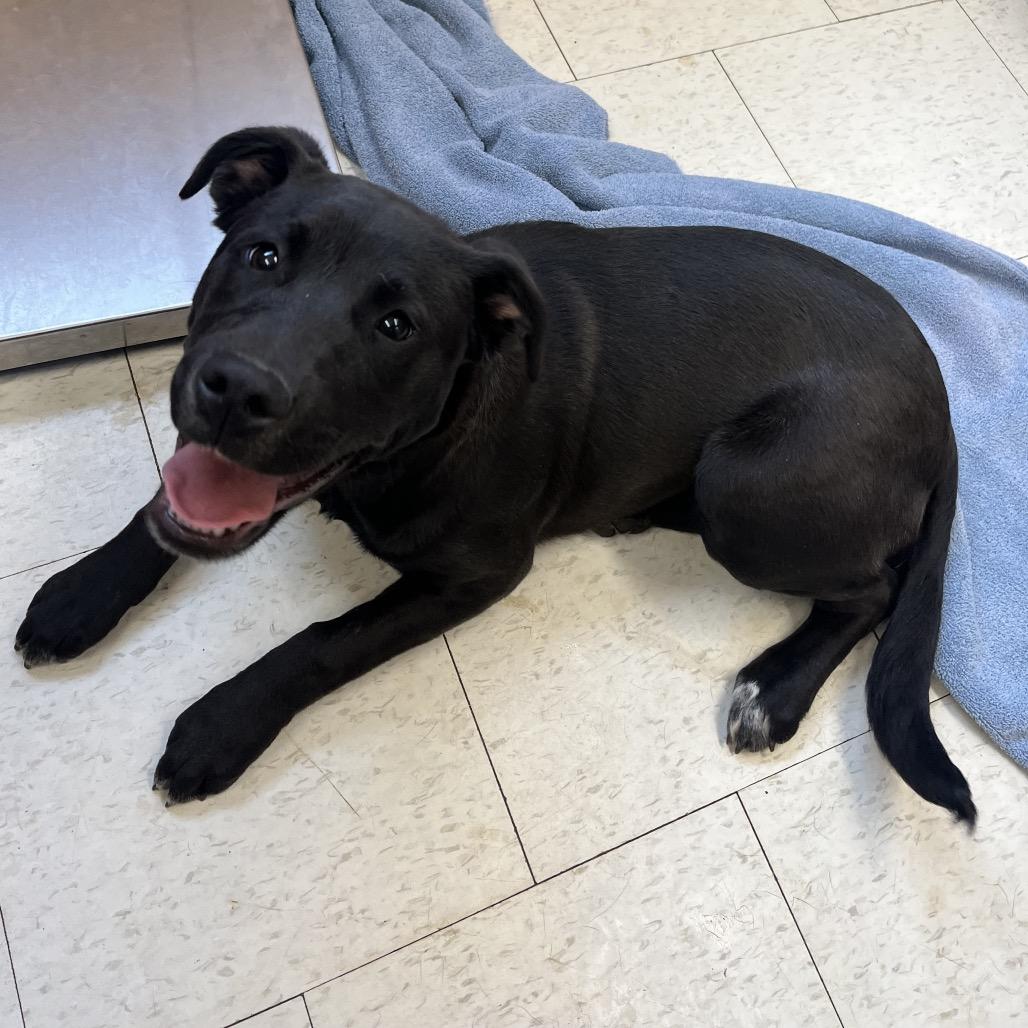 Bon Bon, Adoptable, Puppy Female Mixed Breed.