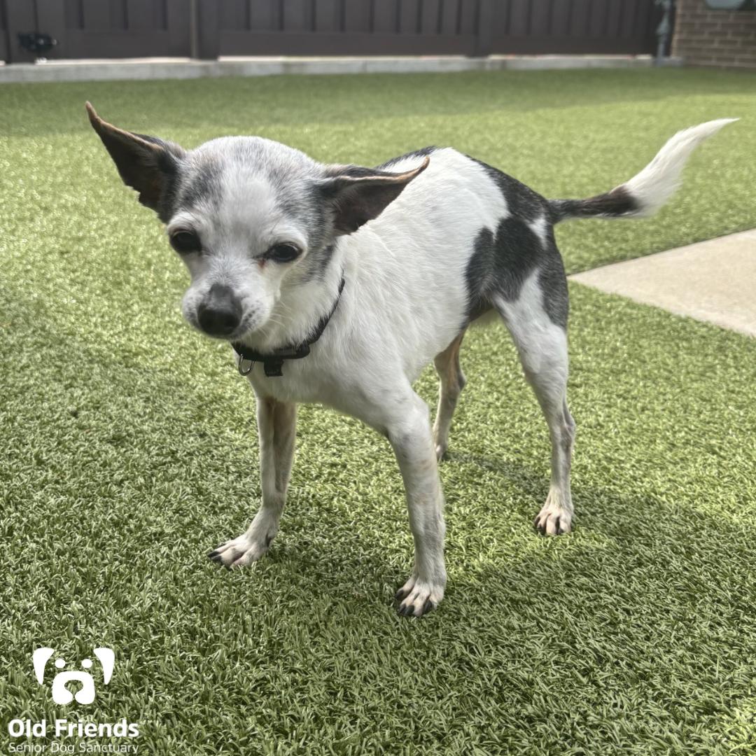 Enlarge Rocky, a Adoptable Chihuahua in Mount Juliet, TN image 2/2