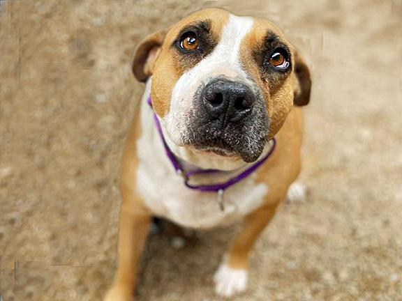 ROSITA, Adoptable, Adult Female Pit Bull Terrier & Mixed Breed.