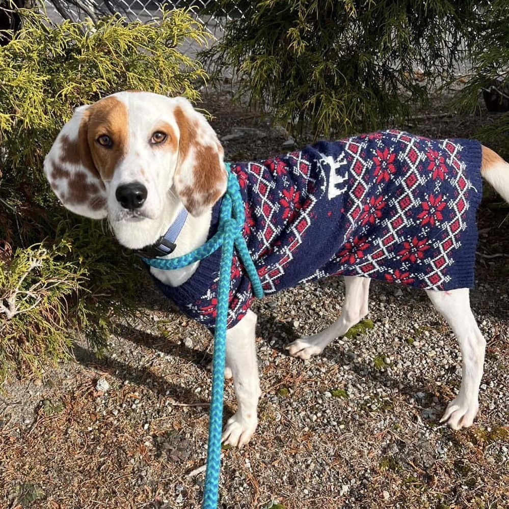 Enlarge CLIPPER, a Adoptable mixed breed in Cranston, RI image 2/3