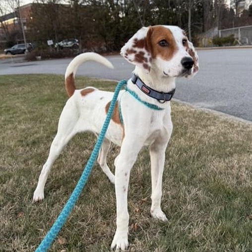 Enlarge CLIPPER, a Adoptable mixed breed in Cranston, RI image 3/3