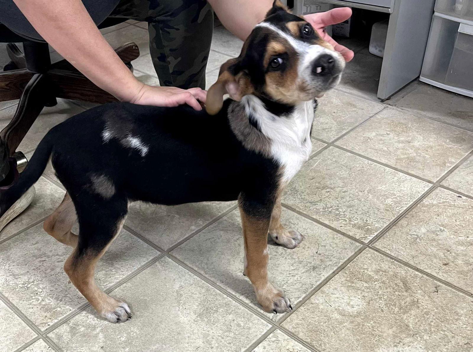 Enlarge Linus, a Adoptable mixed breed in Frenchburg, KY image 1/3