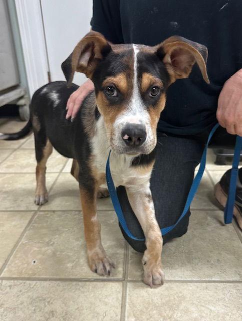 Enlarge Linus, a Adoptable mixed breed in Frenchburg, KY image 3/3