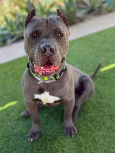 BLUE, Adoptable, Adult Male Pit Bull Terrier.