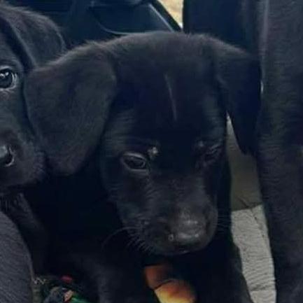 Enlarge Bubby, a Adoptable Black Labrador Retriever in West Plains, MO image 1/1