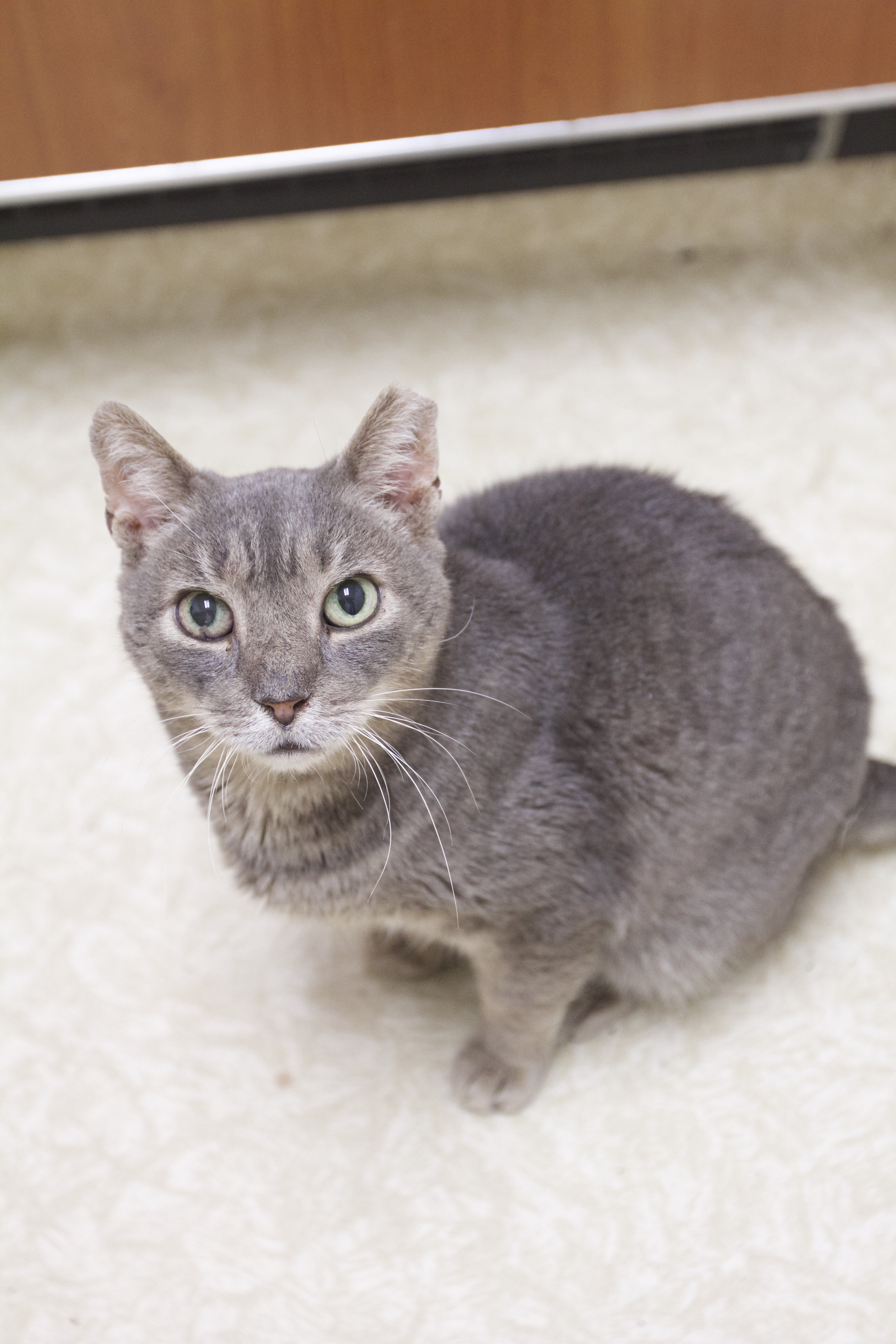 Enlarge Joelson, a Adoptable Domestic Short Hair in Montclair, NJ image 1/12