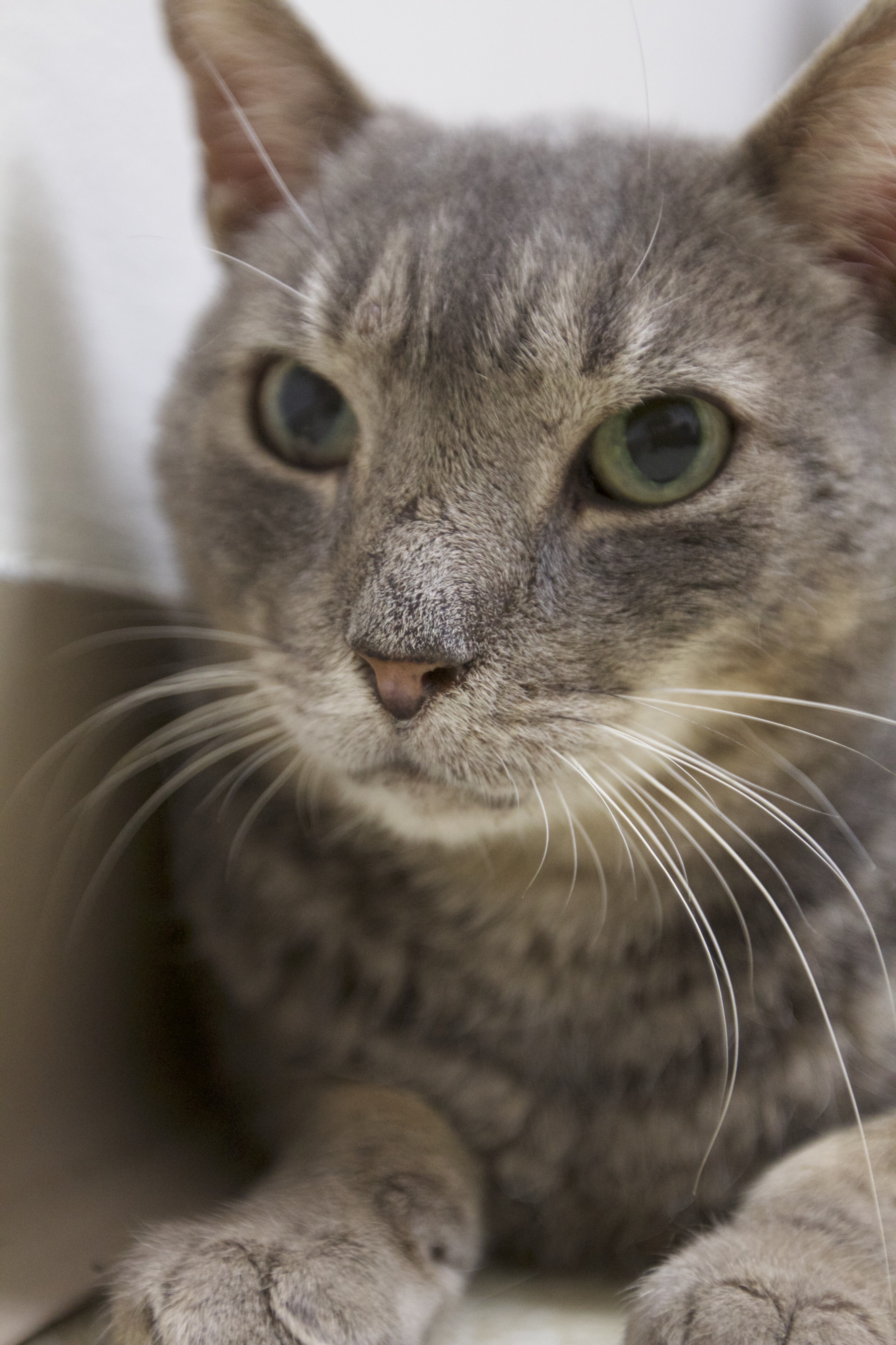 Enlarge Joelson, a Adoptable Domestic Short Hair in Montclair, NJ image 2/12