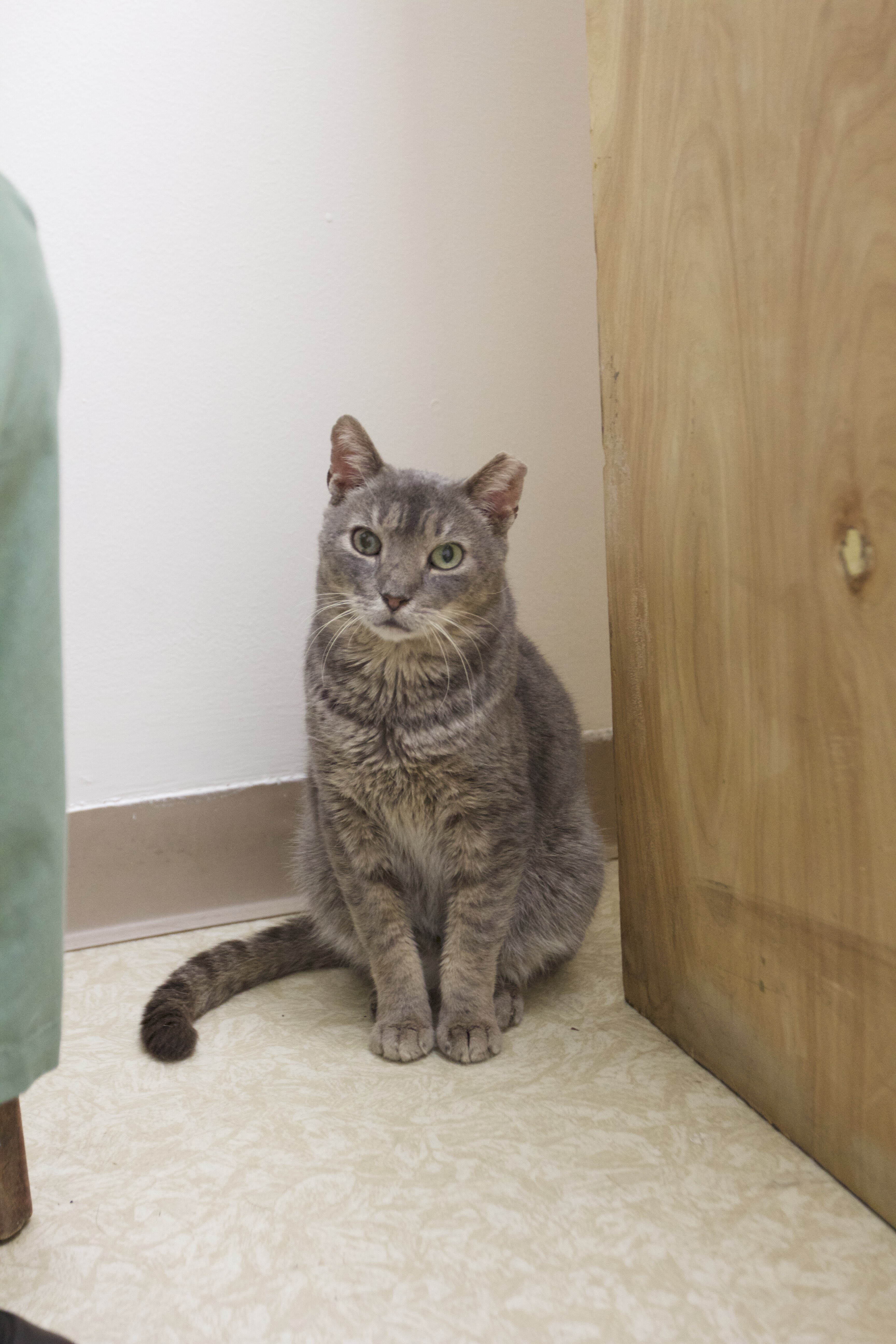 Enlarge Joelson, a Adoptable Domestic Short Hair in Montclair, NJ image 4/12