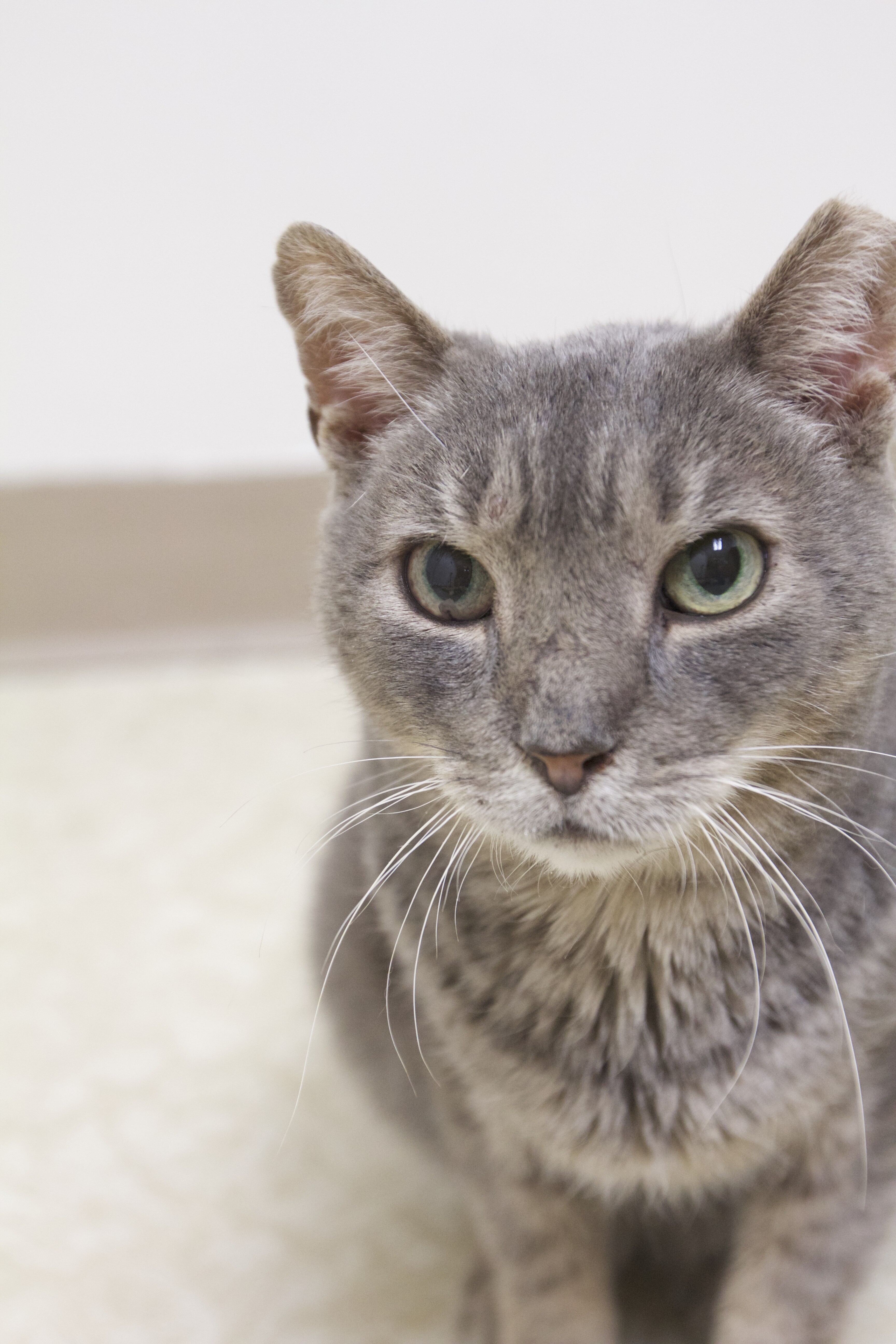 Enlarge Joelson, a Adoptable Domestic Short Hair in Montclair, NJ image 6/12