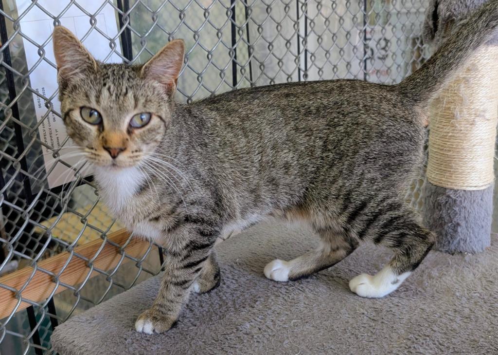 Enlarge Missy 26, a Adoptable mixed breed in Peoria, AZ image 1/5