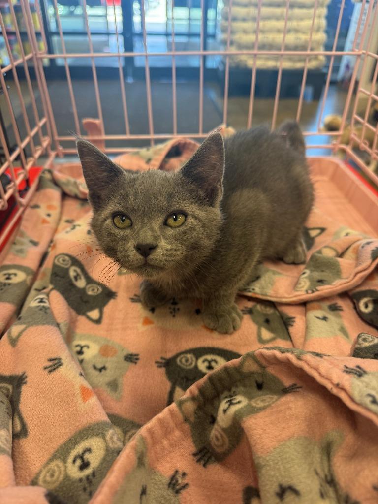 Romeo, Adoptable, Kitten Male American Shorthair.