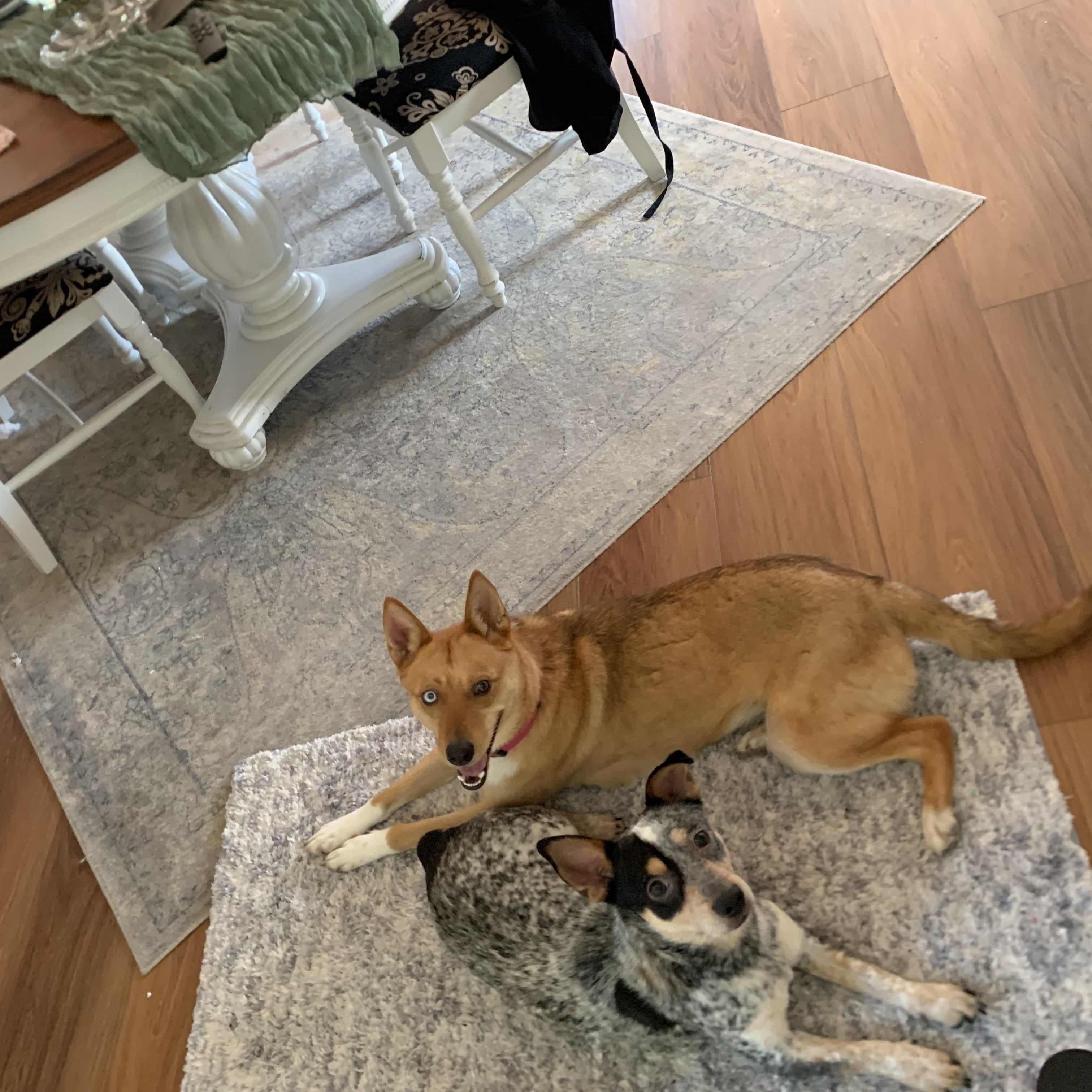 Enlarge Oliver , a Adoptable Australian Cattle Dog / Blue Heeler in Paso Robles, CA image 3/3