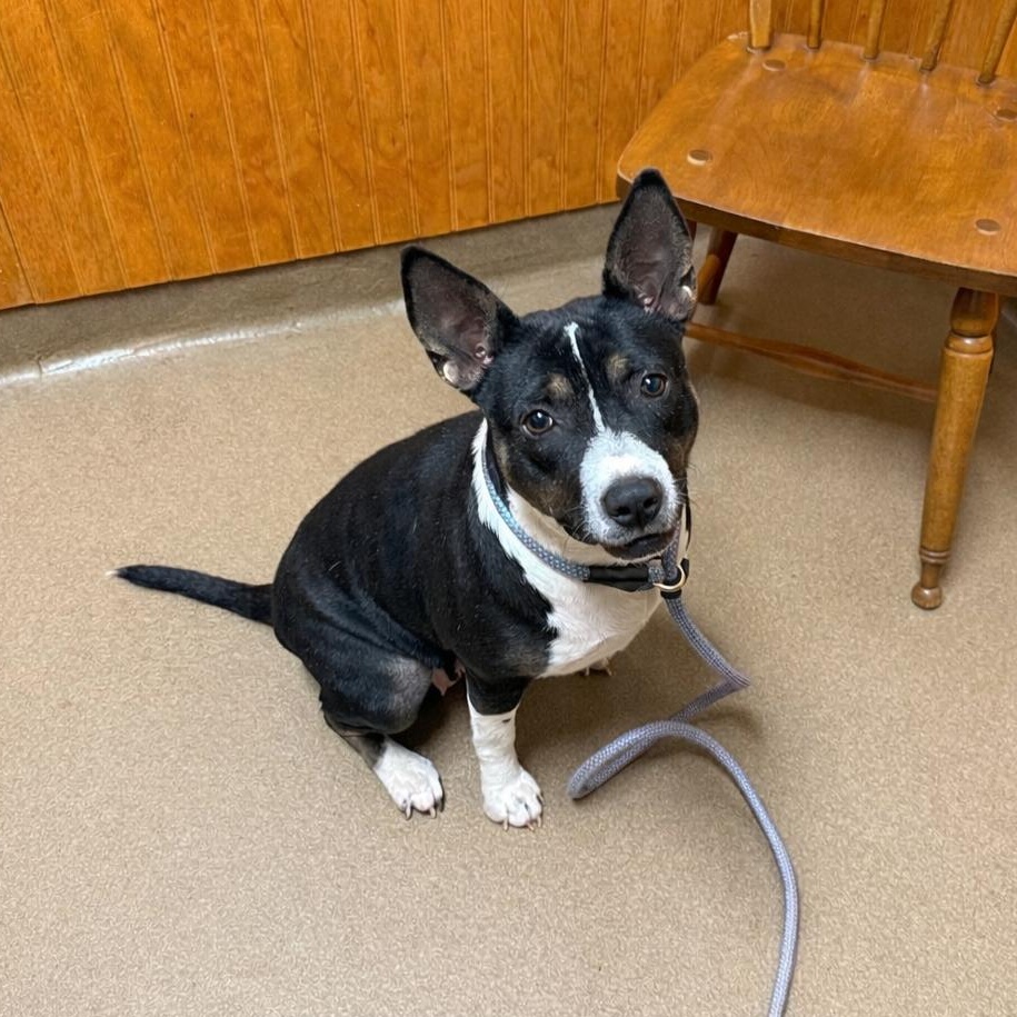 Darlene, ADOPTABLE, Young Female Mixed Breed.