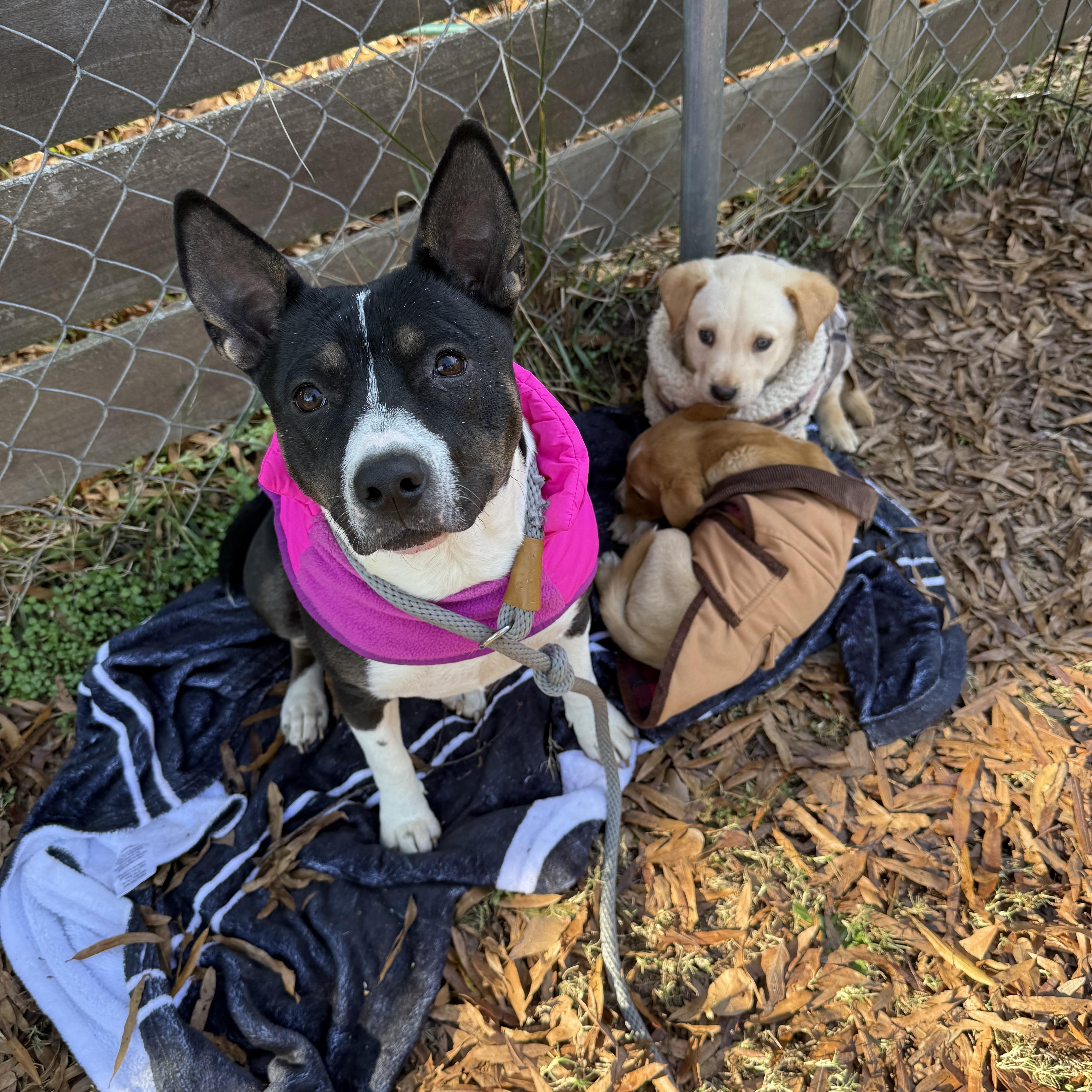 Enlarge Darlene, an adopted mixed breed in Jackson, GA image 2/5