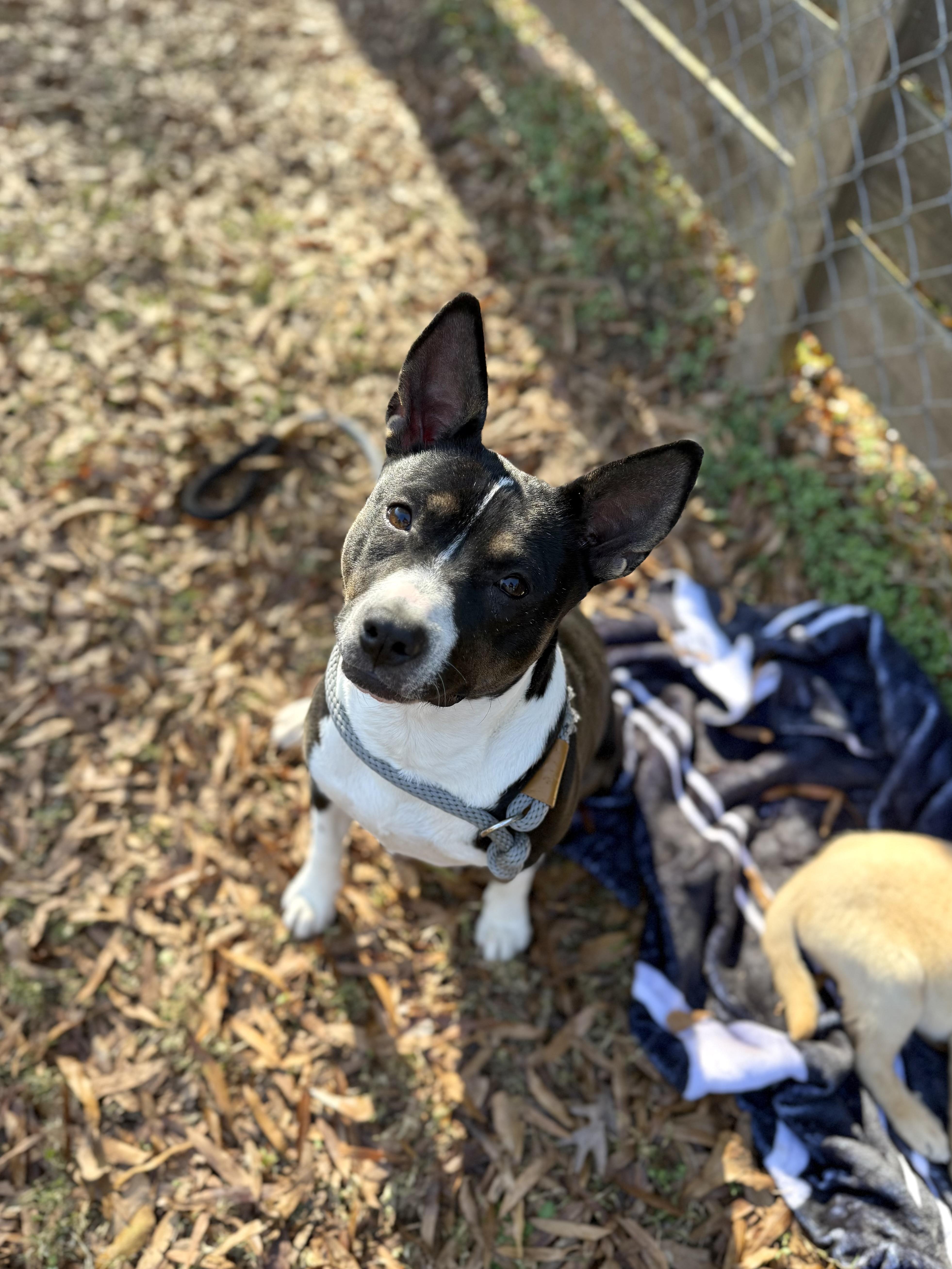 Enlarge Darlene, an adopted mixed breed in Jackson, GA image 4/5