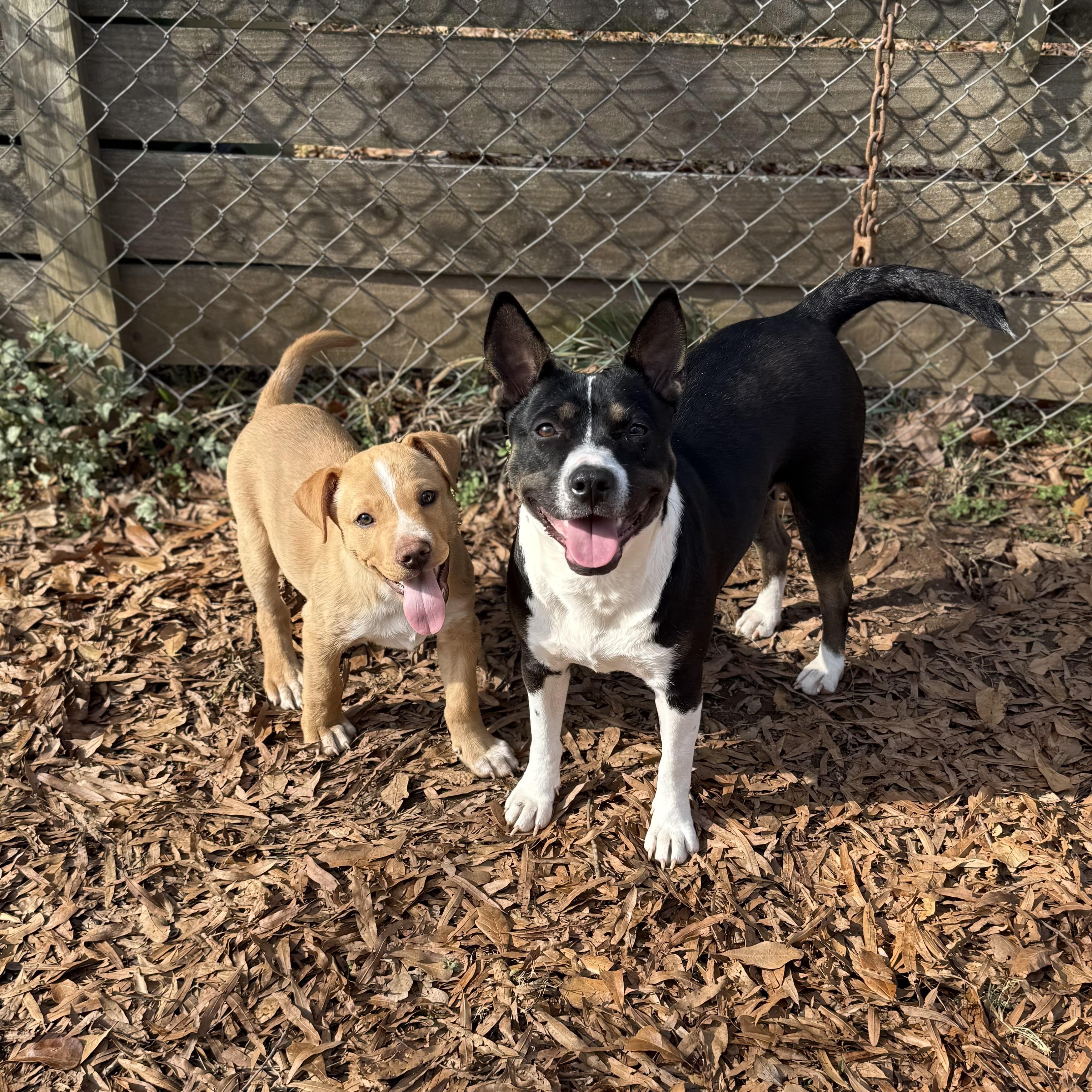 Enlarge Darlene, an adopted mixed breed in Jackson, GA image 5/5