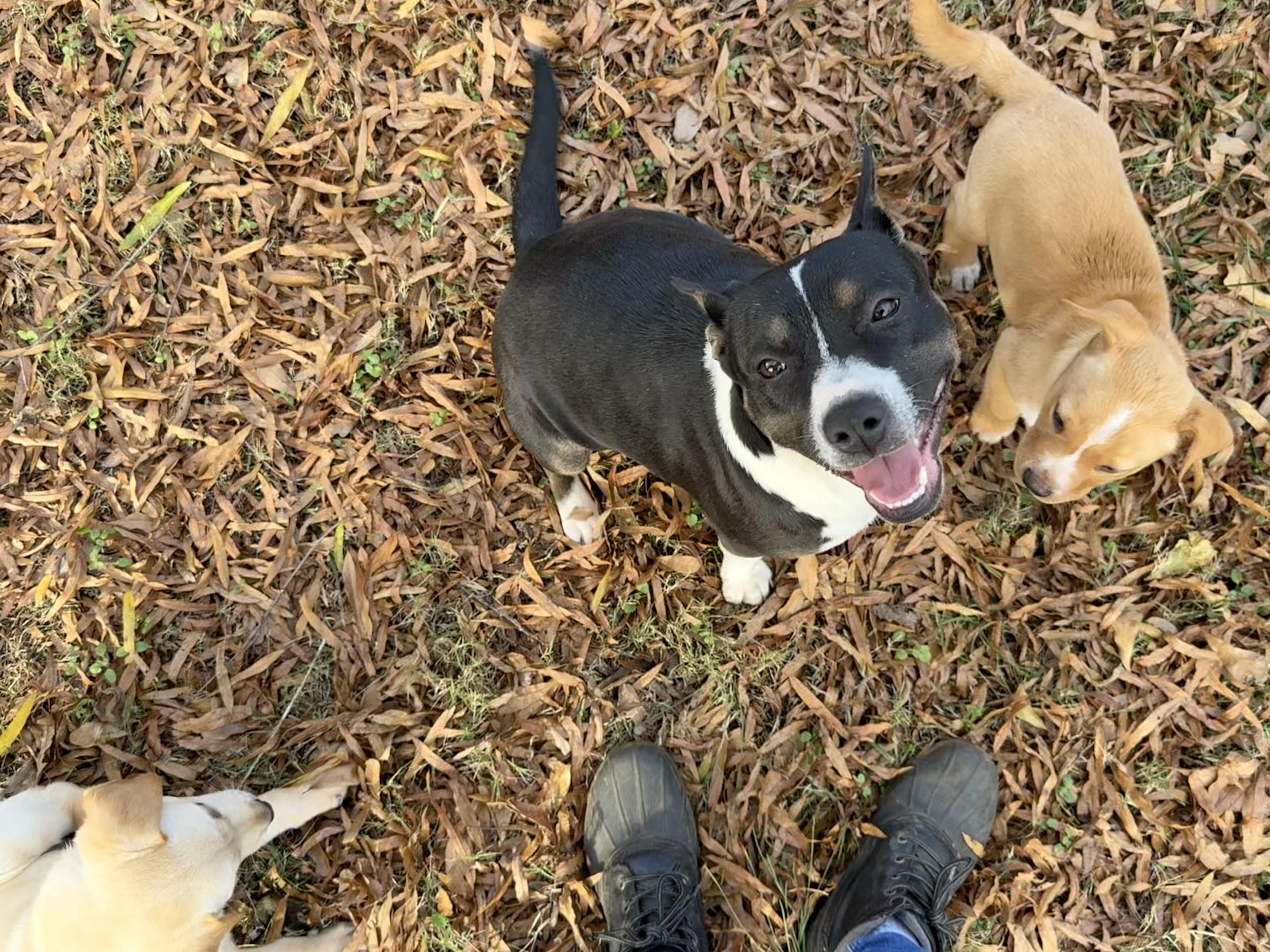 Enlarge Darlene, an adopted mixed breed in Jackson, GA image 3/5