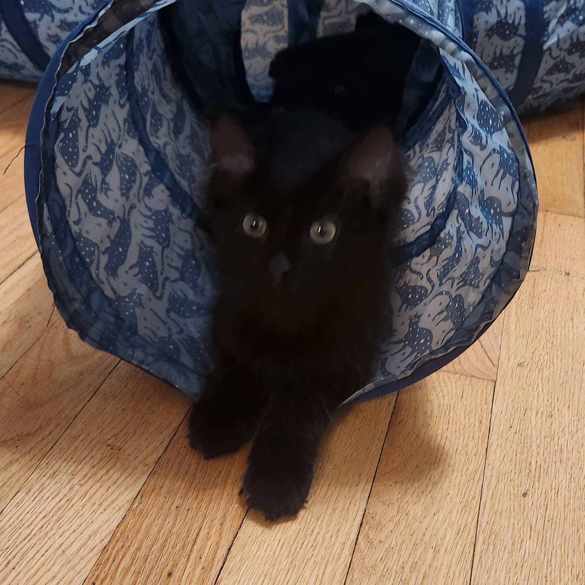 Enlarge McFluffy, a Adoptable Domestic Medium Hair in Minneapolis, MN image 2/2
