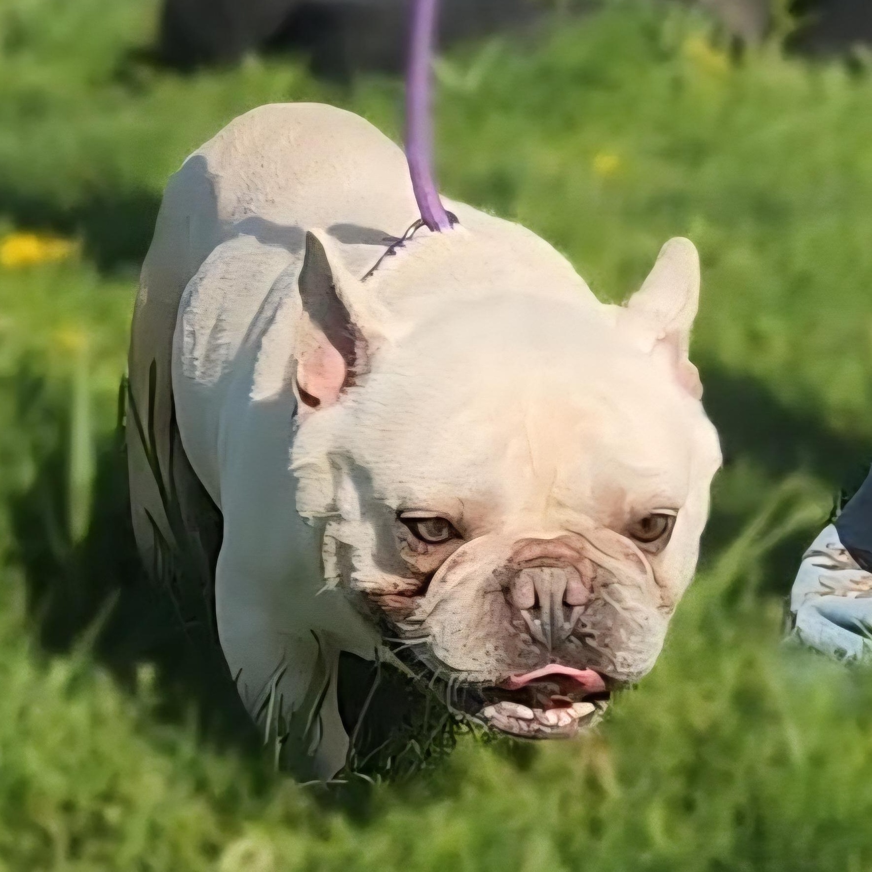 Enlarge CROISSANT ~ VIDEO!, a Adoptable French Bulldog in Ashland, OH image 5/6