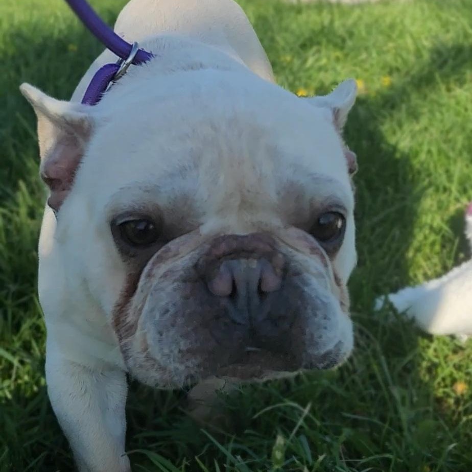 Enlarge CROISSANT ~ VIDEO!, a Adoptable French Bulldog in Ashland, OH image 3/6
