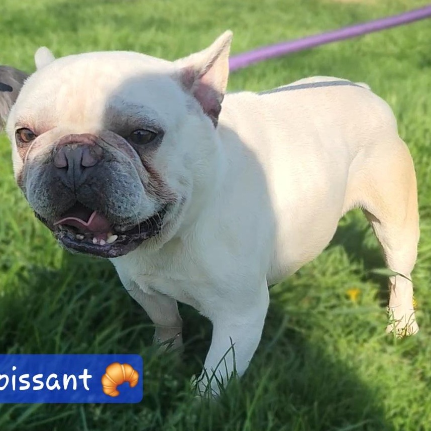 CROISSANT ~ VIDEO!, Adoptable, Adult Male French Bulldog.